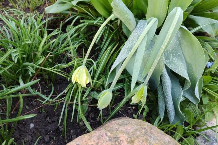 Погода знову не потішить жителів Волині