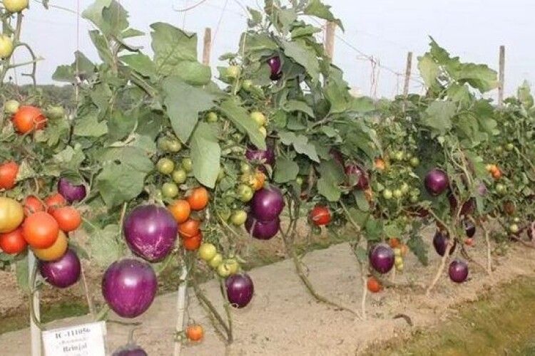 Майбутнє за бріматами: баклажани і томати ростимуть на одному кущі