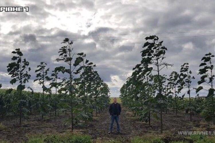 Рівненський фермер вирощує 20-метрові дерева за 5 років