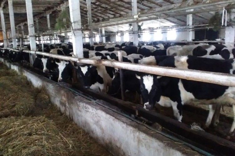 Як зимує худоба на Ратнівщині