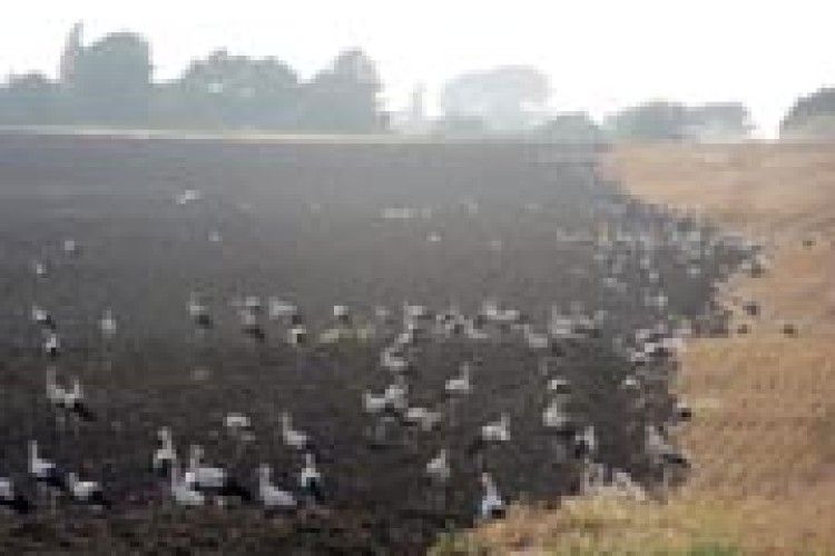 ПЕРШИЙ ПОДИХ ОСЕНІ: лелеки готуються до важкого перельоту