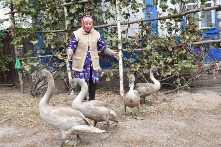 На Чернігівщині до селян прибилося четверо лебеденят (фото)