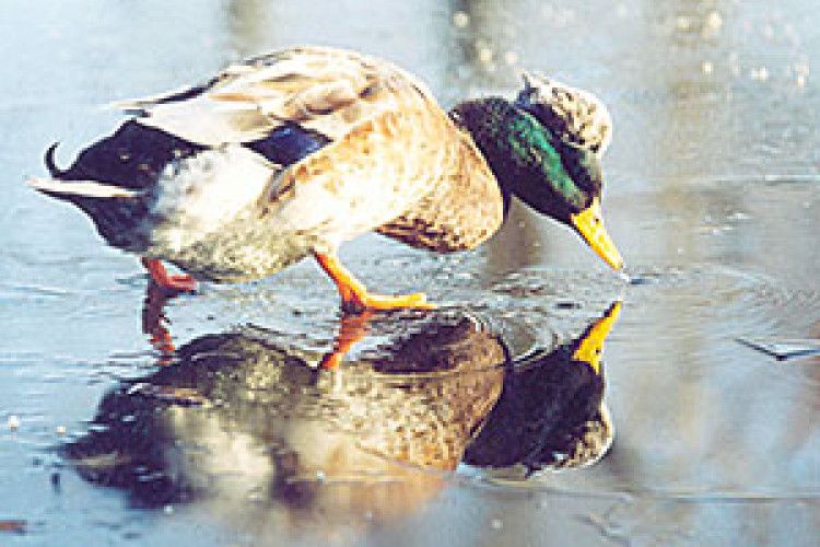 ФОТО НА КОНКУРС: подорож у Задзеркалля