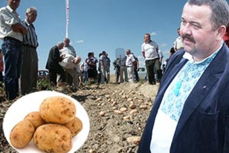 ДО ТОРЧИНА ЗА КАРТОПЛЕЮ ЇДУТЬ З УСІЄЇ УКРАЇНИ*