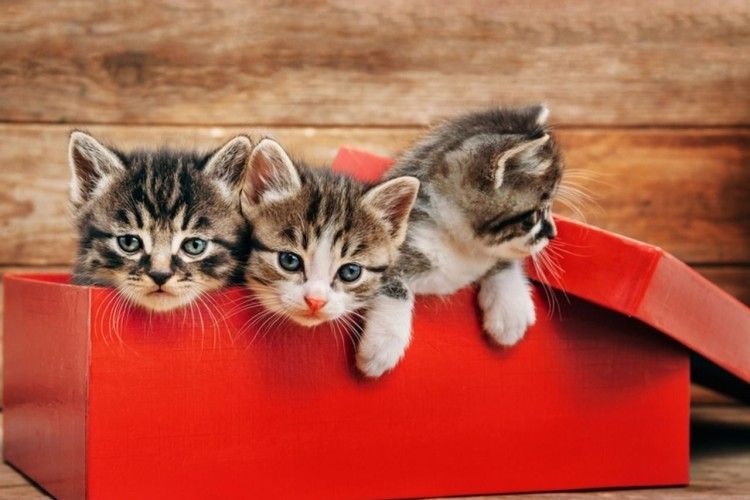 Трьох мацюпуніх кошенят лишили в клітці просто посеред вулиці Лесі Українки