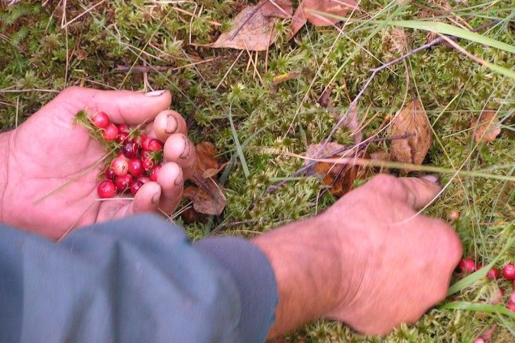 За журавлиною та грибами – в «Ольманські болота»
