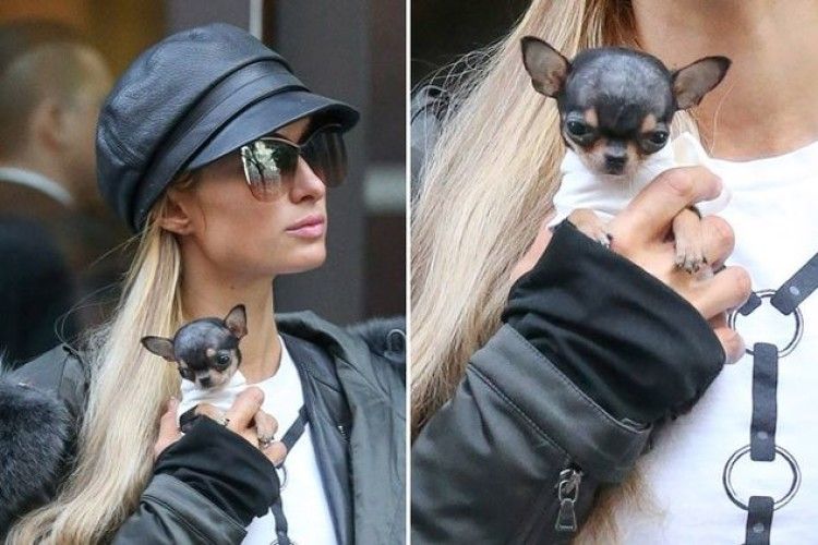 Періс Хілтон придбала цуценя за 8 тисяч доларів