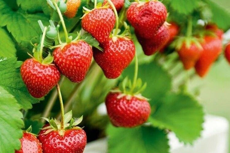 Якою буде погода в червні: прогноз від народного синоптика з Волині