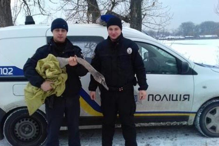 «Орли Авакова» врятували лебедя (фото+відео)