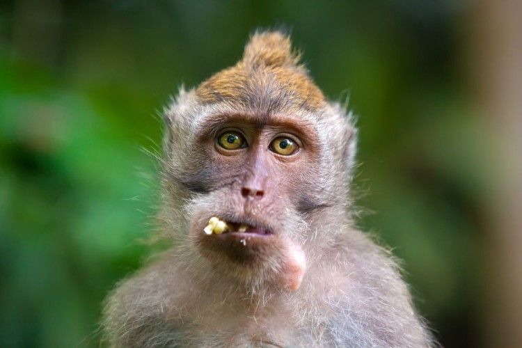 Таблетки «від вагітності» для чоловіків майже готові