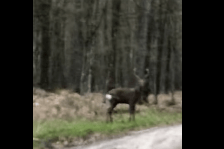 Найдавніші мешканці: у волинському лісі зазнімкували двох оленів (Відео) 