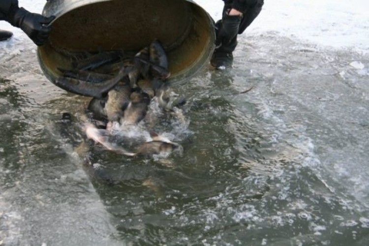 Українські водойми поповнилися мільйонами різних риб