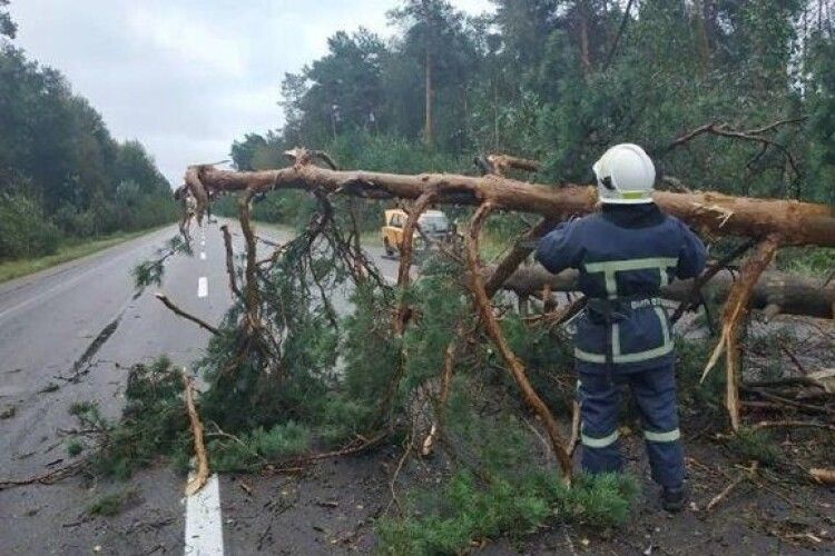 У кількох населених пунктах Волині буревій повалив дерева: наслідки негоди ліквідовують рятувальники