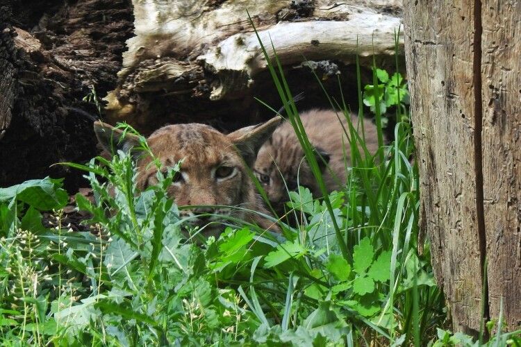 Українська рись Роксана народила в Польщі рисенят (Фото)