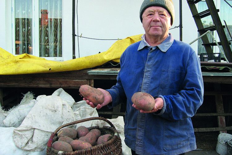 Із півтори сотки — 30 мішків картоплі