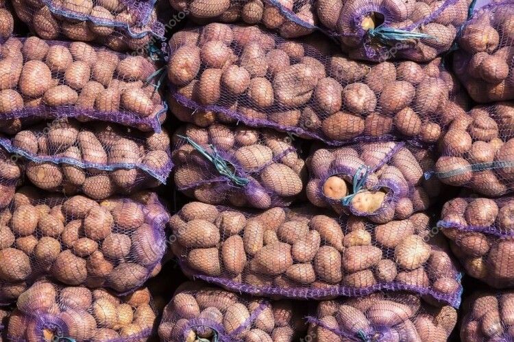 Горохівчани передали онкохворим 9 тонн картоплі