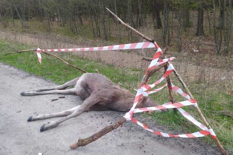 На Рівненщині водій збив червонокнижного лося та втік з місця ДТП