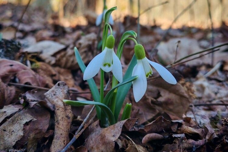 Орлани, журавлі та «інженери»-бобри: як оживає дика природа на Волині