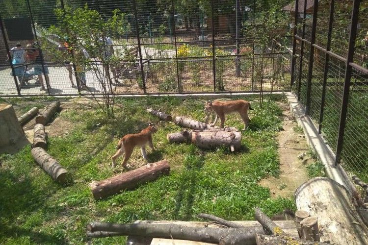 У Луцькому зоопарку вусатий Урчик «крутить любов» з куцохвостою Марисею