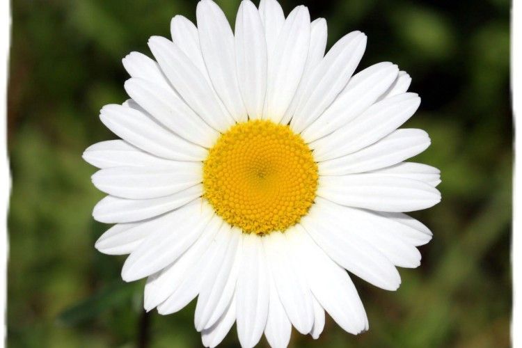 Луцькі «муніципали» склали протокол на продавчиню ромашок 