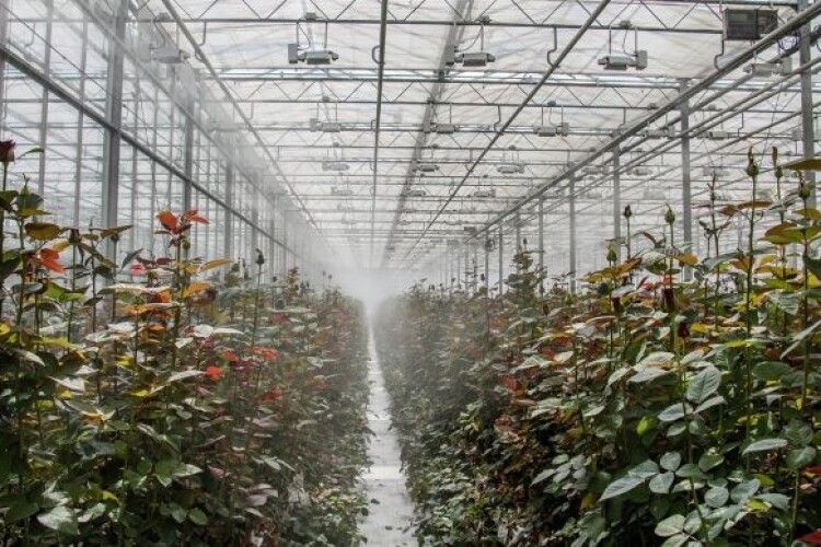 Господарства, які вирощують троянди, змушені знищувати свою продукцію – в умовах карантину попит на квіти мінімальний