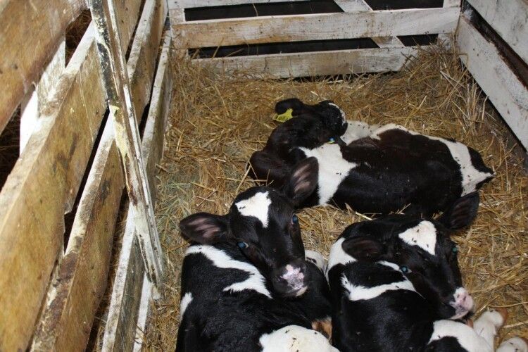 На Волині відкрили молочну сімейну ферму