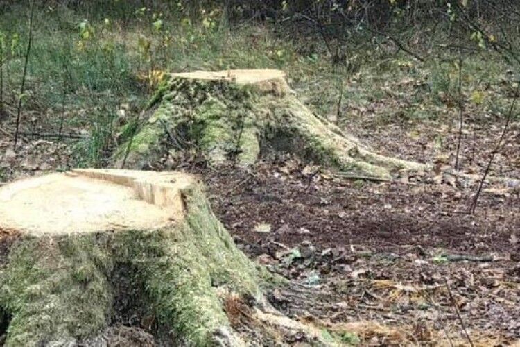 У нацпарку на Волині екологи перевіряють законність рубки дерев