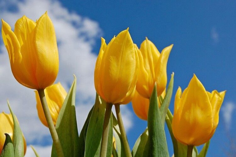 Чому в монастирі на Волині садять жовті тюльпани