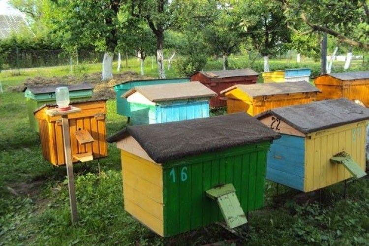 Канада прагне українських бджіл