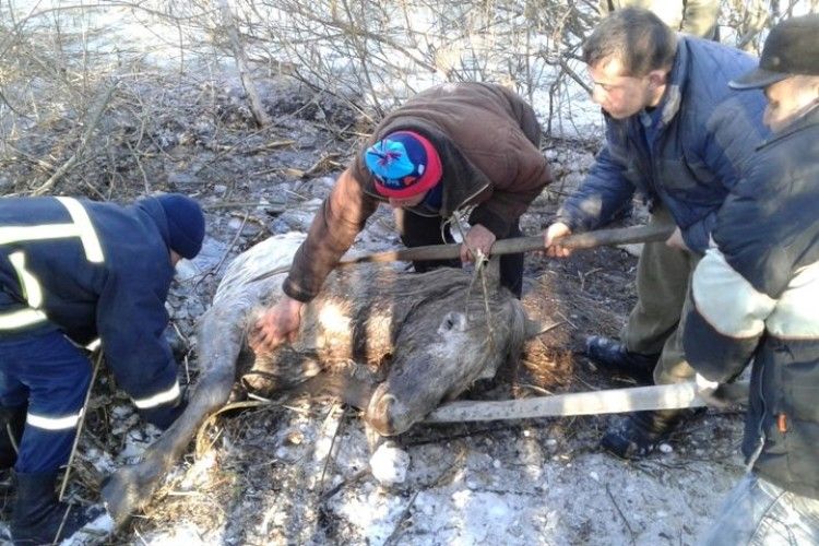 Не втратив чоловік свого коня