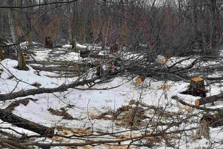 У Луцькому районі урочище «Діброва» лишилося без дерев