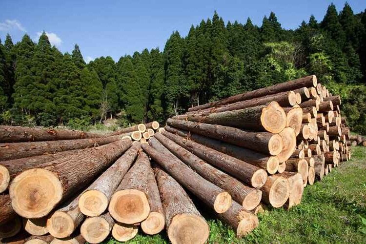 Лісівники Волині та Рівненщини продовжують поставку деревини на потреби ЗСУ