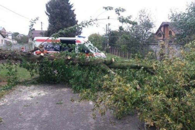 Вітер продовжує валити дерева на Рівненщині (фото)