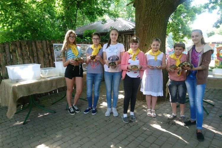 Рівне готується до старту черепашиних перегонів