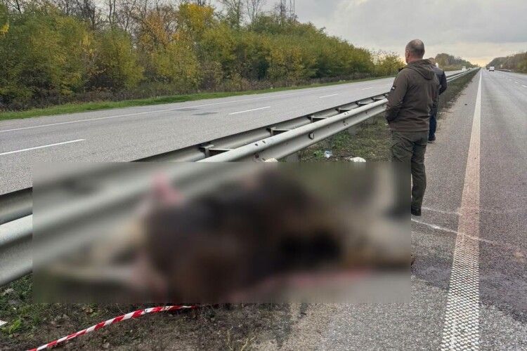На Житомирщині автівка збила самку червонокнижного лося 