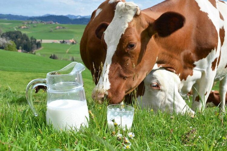 Україна за останні два роки перетворилася в нетто-імпортера молока