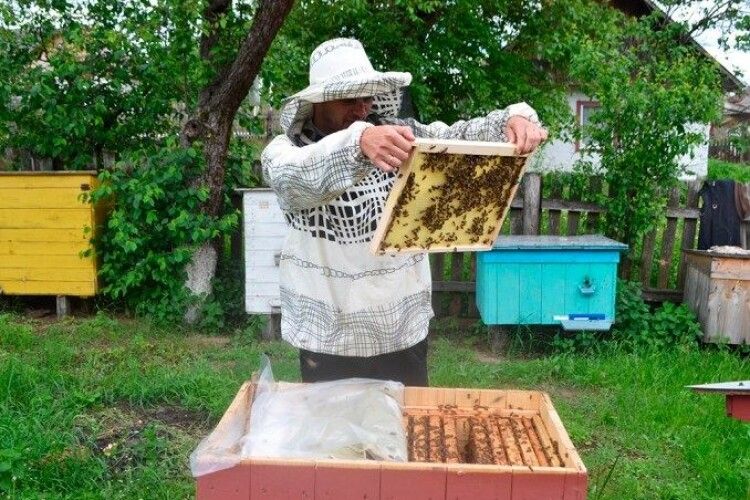 Як на лісових пасіках Волині збирають перший мед  (Фото)