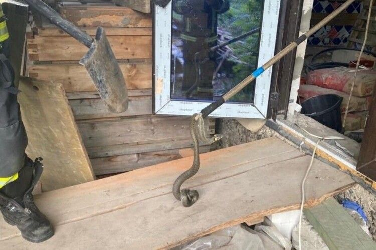 У райцентрі на Волині в помешкання заліз плазун