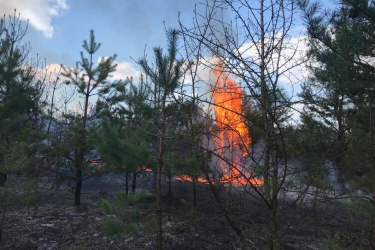 На Чернігівщині горить 15 га молодого соснового лісу (фото)