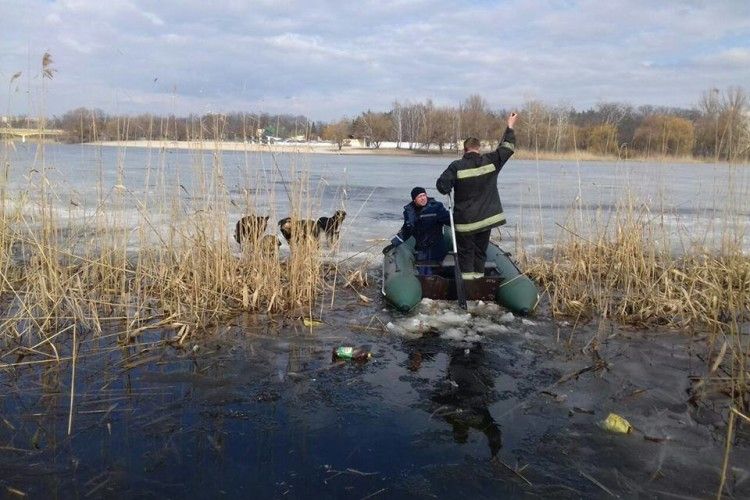 Рятувальники зняли з крижини чотирьох гавкунів (фото)