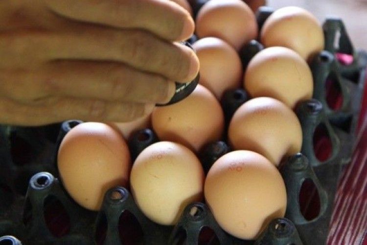 Україна стала лідером з експорту яєць та курячого м'яса в ЄС