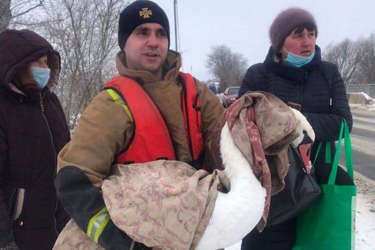 На Турії врятували лебедя, який примерз до криги