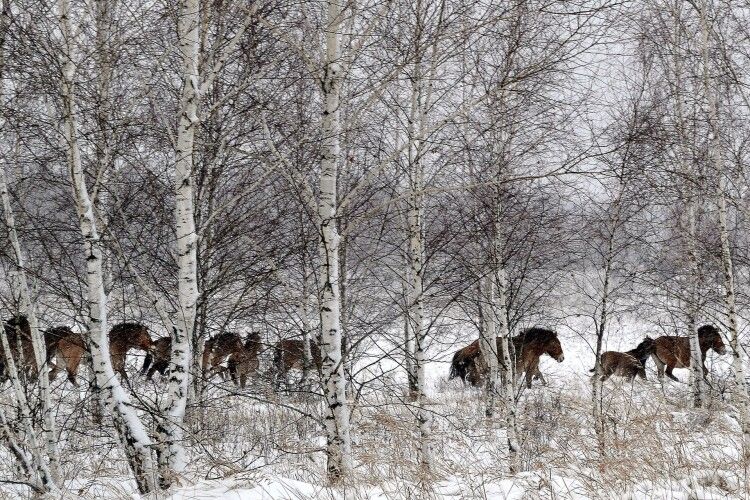 Показали, як живеться у засніженій Чорнобильській зоні коням Пржевальського