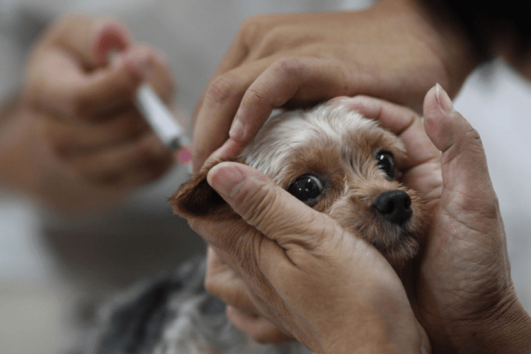 У селі на Волині вакцинують усіх тварин після підтвердження сказу у кота (Відео)