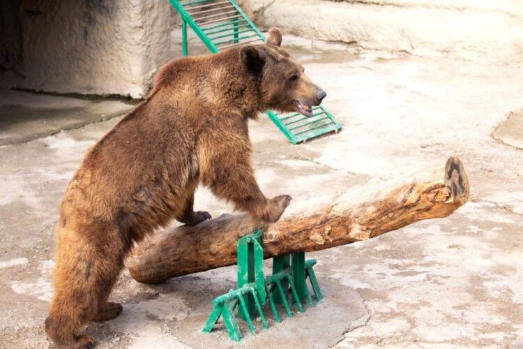 У зоопарку жінка кинула маленьку дівчинку у вольєр до ведмедя