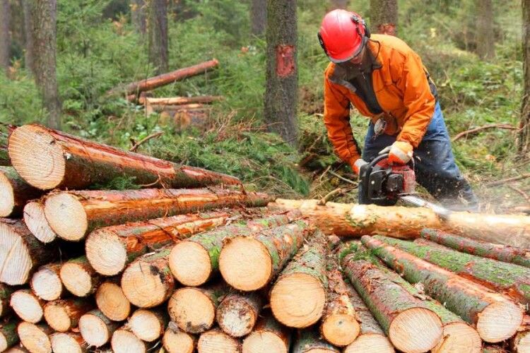 На Волині стали рубати більше лісу