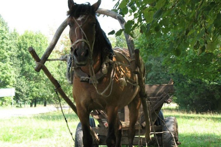 Волинянин врятував двох малюків, яких ніс кінь, і став героєм нового шоу (відео)