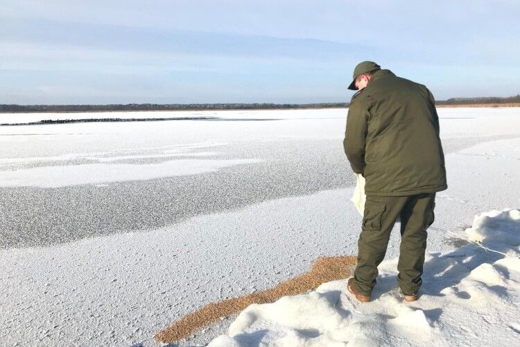 Як на Волині взимку підгодовують диких тварин і птахів (Фото)