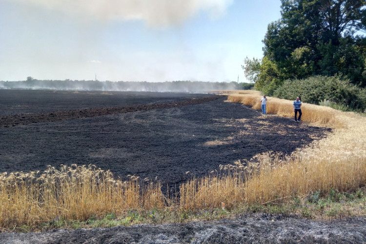 Згоріло майже 5 гектарів пшениці (фото)