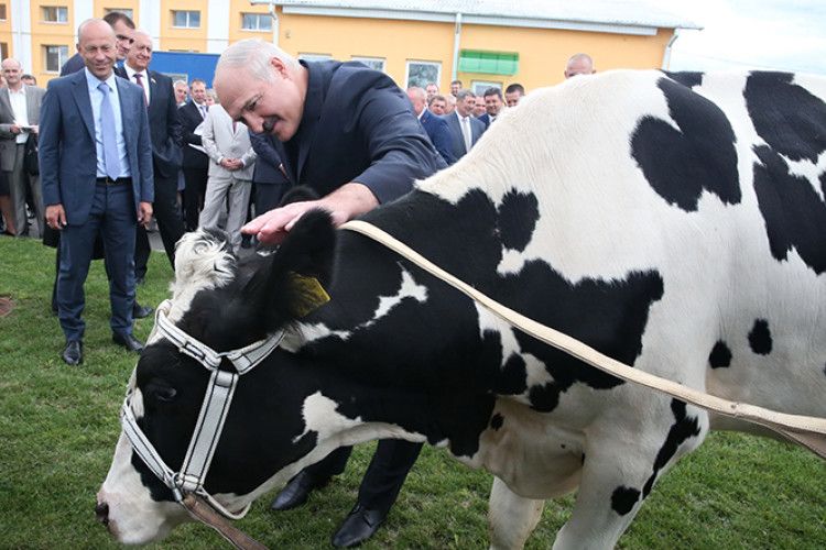 Напередодні дня народження президенту Білорусі подарували корову 